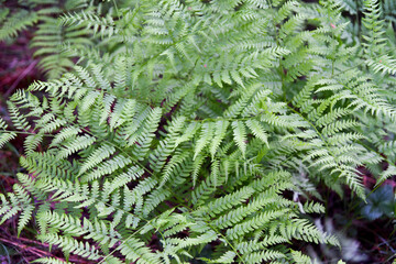 Fototapeta na wymiar Perennial herbaceous fern - common bracken