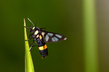 butterfly on a green leaf