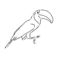 toucan hand drawn vector llustration realistic sketch, Toucan bird, vector sketch illustration © Elala 9161
