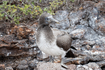 Baby Blue-footed booby bird Galapagos standing