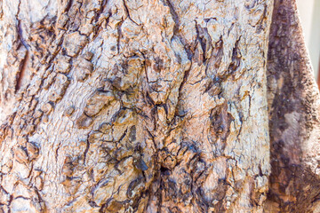 Beautiful view of closeup tree bark texture