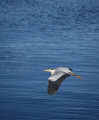 Fototapeta na wymiar Heron flying low across water