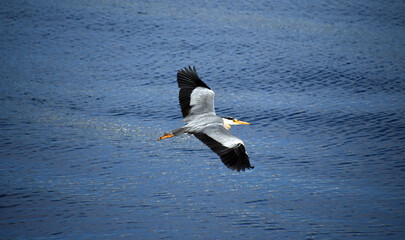 Fototapeta na wymiar Heron flying across a river