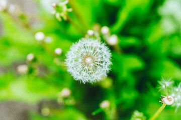 Beautiful dandelion in the field. Selective focus. Shallow depth of field.