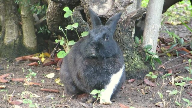 Cute black rabbit with white paw sitting under a tree. Summer evening. Close-up. Front view.