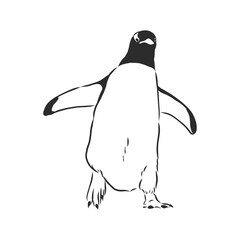 Hand drawing penguins. Vector illustration, penguin, vector sketch illustration