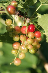 Ripening red currant berries on a green branch close up on a green background in the garden in summer