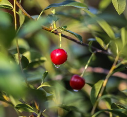 Berry cherry on a Bush, a Sunny day after a rain with water droplets