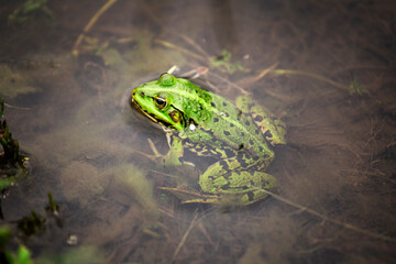 Water frog or green frog also known as the edible frog. Frog in the water close up macro.