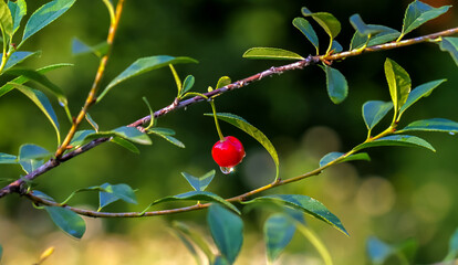Berry cherry on a Bush, a Sunny day after a rain with water droplets