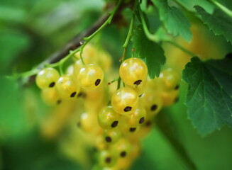 Berry white currant on a branch with leaves