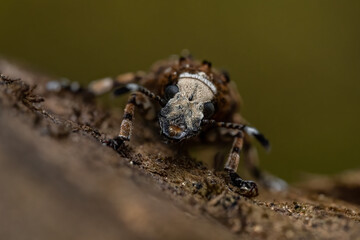 Fungus weevil (Platystomos albinus) on a tree bark. Brown beetle with white head on a brown surface with green background. Beautiful bug insect detailed macro portrait. Colorful scene from the forest.