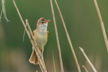 Great reed warbler (Acrocephalus arundinaceus) singing in the reeds. Beautiful big yellow songbird on a reed with soft green background. Wildlife scene from nature. Czech Republic