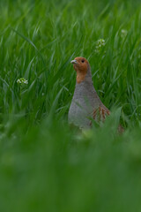 Grey partridge (Perdix perdix) standing in the grass. Beautiful partridge bird with orange throat portrait in green habitat. Rare bird from farmland closeup. Wildlifescene from nature. Czech Republic