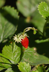 Berry red strawberry on a branch with leaves