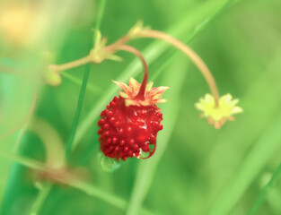 Berry red strawberry on a branch with leaves