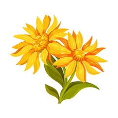 Arnica Yellow or Orange Flower Head with Long Ray Florets on Green Stem Vector Illustration