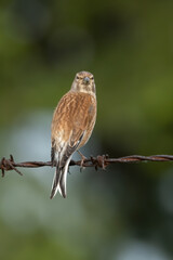 Common linnet (Linaria cannabina) sitting on a wire. Male colorful songbird with red breast and brown back with soft green background. Detailed close up portrait of a small bird in urban environment.