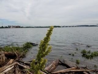 Fototapeta na wymiar plant with Potomac river and Wilson bridge
