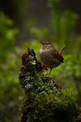 Eurasian wren (Troglodytes troglodytes) on a tree stump in a deep forest. Small brown songbird with green textured baqckground. Cute wren in its natural environment. Wildlife scene from nature.