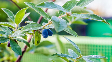 Berry honeysuckle on a branch after the rain