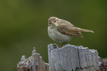 Common chiffchaff (Phyloscopus collybita) sitting on a tree stump with soft green background. Small yellow songbird portrait in the forest. Wildlife scene from nature. Czech Republic
