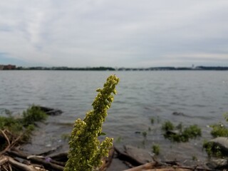 plant with Potomac river and Wilson bridge