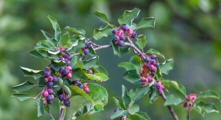 Ripe amelanchier berries on bush