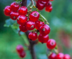 Berry red currant on branch with leaves