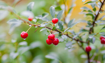 Berry cherry on a Bush