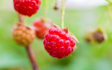 Raspberry on a branch