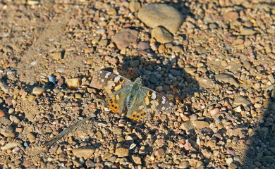 Painted lady (Vanessa cardui) is a well-known colourful butterfly. It is one of the butterflies with the largest geographic distribution, being found on all continents except Antarctica.