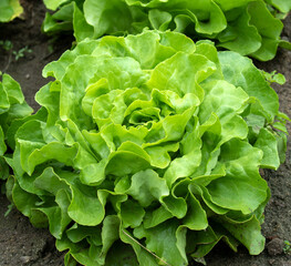 Kopfsalat auf dem Feld