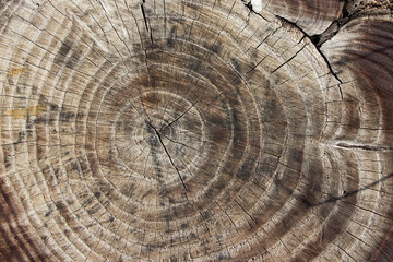 Naklejka premium Wood texture of cut tree trunk, close-up
