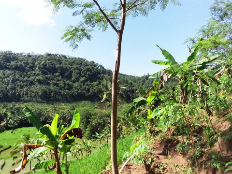 Nature's Green