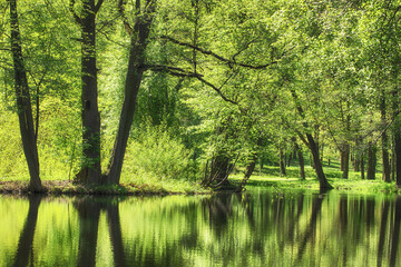 Fototapeta na wymiar Forest summer lake water view. Green park with pond in sunny weather, nature landscape.