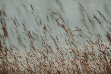 golden field and summer sunset