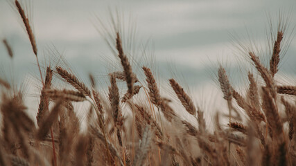 Fototapeta premium golden field and summer sunset