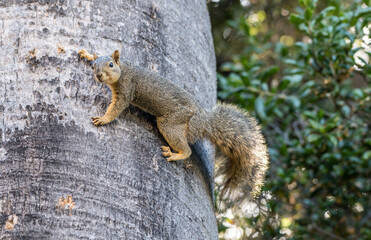 A Fox Squirrel with red tones and and smart face on a palm tree in southern California. 