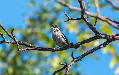 A wren is perched in a tree in southern California. 