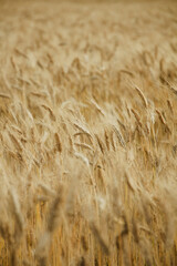 golden field and summer sunset