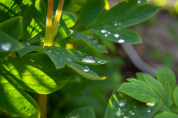 dew drops on small leaves in the sunlight