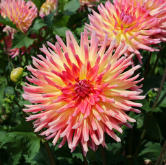 Dahlia flowers in full bloom. This is an example of the Karma Sangria Dahlia.