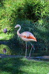 Beautiful Greater flamingos in the zoo