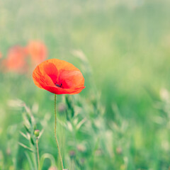 Naklejka premium Kwiat maku