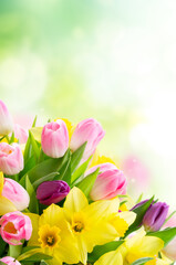 Obraz na płótnie Canvas tulips and daffodils flowers