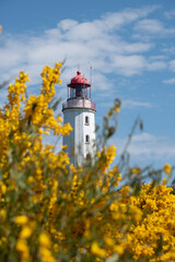 Fototapeta na wymiar Gelber Ginster blüht vor dem nördlichen Leuchtturm der Insel Hiddensee.
