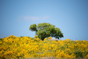Obraz premium Gelber Ginster blüht auf der Insel Hiddensee.