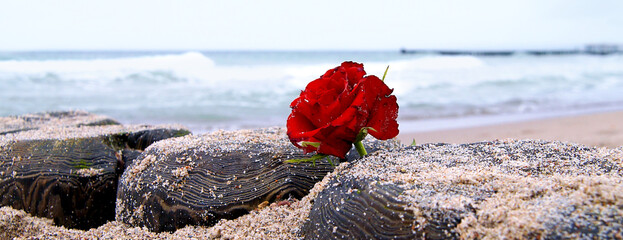 panoramic view of red rose lonely flower at beach, water background, copy space, burial at sea....
