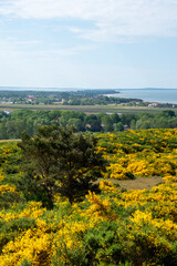 Gelber Ginster blüht auf der Insel Hiddensee.